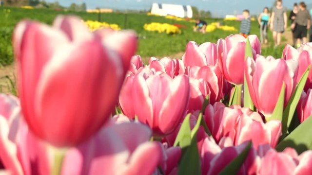 Happy family walking tulips farm