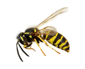 wasp isolated on white