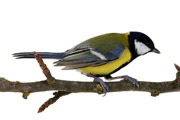 great tit