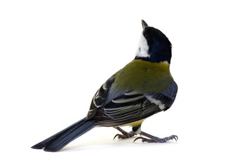 great tit