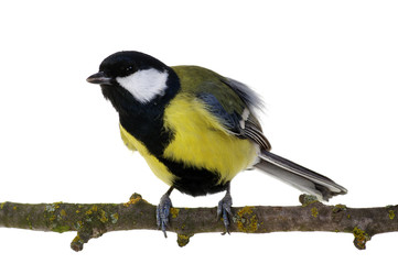 great tit