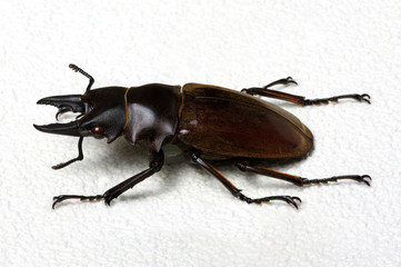 Stag beetle