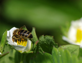 Bee on the flower