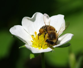 Bee on the flower