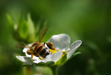 Bee on the flower