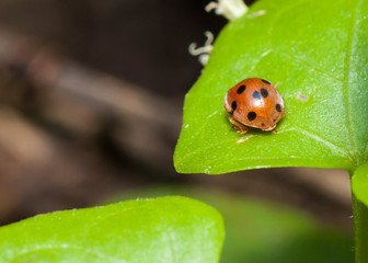 Macro of Ladybug on green leaf