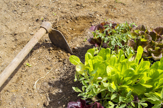 piantine da interrare in un orto