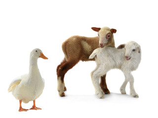 duck and sheep
