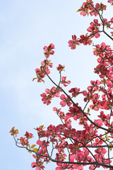 ハナミズキ　青空背景

