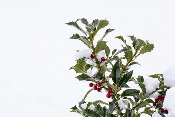 Primer plano de una rama de acebo con bayas rojas cubiertas con nieve