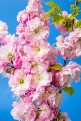 flowering branches of sakura