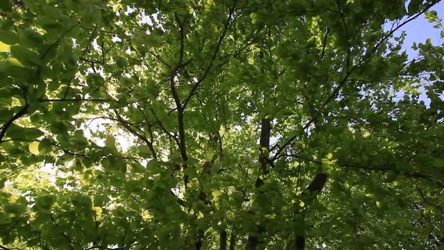 Leafing through the forest. Fresh in leaf beech forest.