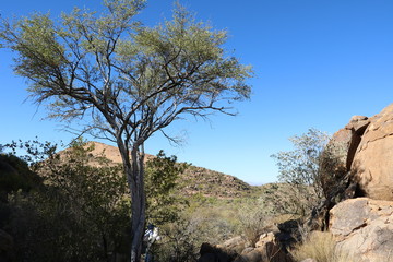 Shepherd's Tree in Erongo Mountains, Namibia Africa