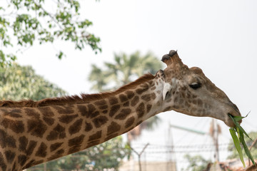 Giraffe