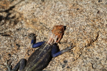 Portrait of Agama agama in Erongo Mountains, Namibia Africa