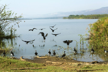 The birds flying on the edges of the Lake Kivu. The reflections of the birds on the lake and the...