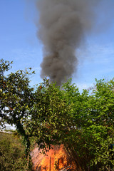 fire burning green trees 