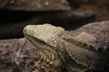 Cuba reptile