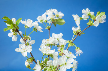 flowering branches of cherry