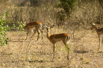 The antelopes moving around the plains. The Antelope of Rwanda.
