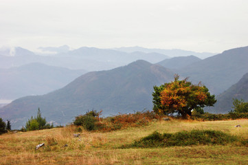 Fototapeta na wymiar Pomegranate tree on a background of mountains