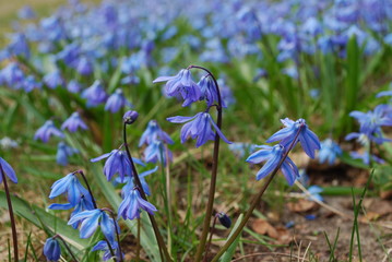 Scilla siberica flower's blossom in the garden. Scilla siberica is a species of flowering plant in the family Asparagaceae, native to southwestern Russia, the Caucasus, and Turkey.  - obrazy, fototapety, plakaty