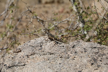 Agama agama female sitting on a rock in the sun, Namibia Africa