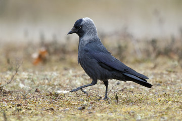 Western Jackdaw (Corvus monedula)