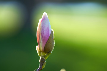 Seule fleur d& 39 un magnolia, printemps