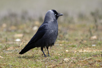 Western Jackdaw (Corvus monedula)