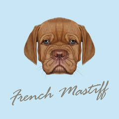 Vector Illustrated Portrait of French Mastiff puppy.