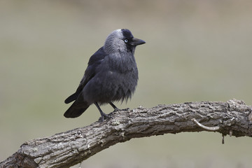 Western Jackdaw (Corvus monedula) resting on a branch in its hab