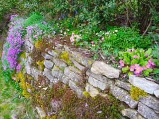 Bruchsteinmauerwerk, Natursteinmauer mit Frühblühern im Frühjahr, Mauer aus Natursteinen mit...