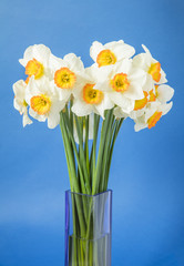 narcissus in vase on blue background