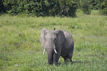 Obraz premium Big African elephant with a small bird in the savanna at the Murchison Falls National Park savanna in Uganda, Africa