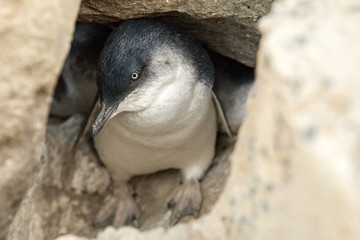 fairy little blue penguin water rocks st kilda beach Melbourne © ricktravel