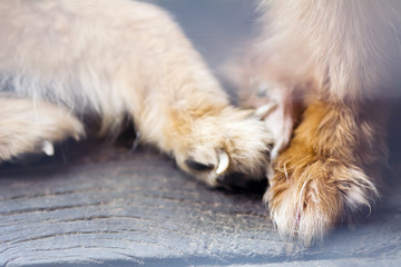 Obraz premium vintage style abstract animal background