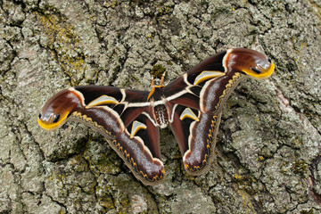 Archaeoattacus edwardsii / Schmetterling (Nachtfalter, Archaeoattacus edwardsii) sitzt auf Rinde