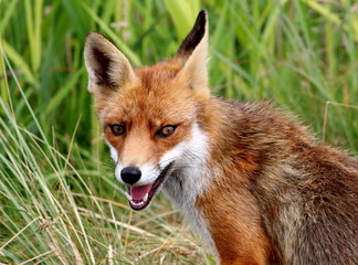 Cheeky young European Red fox (Vulpes vulpes), facing the camera