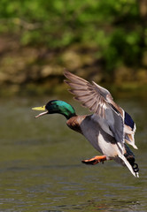 Mallard, Duck, Anas platyrhynchos