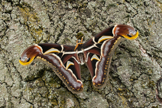 Archaeoattacus edwardsii / Schmetterling (Nachtfalter, Archaeoattacus edwardsii) sitzt auf Rinde