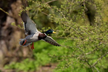 Mallard, Duck, Anas platyrhynchos