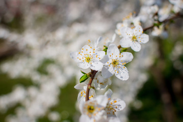Flowers of the cherry blossoms on a spring day
