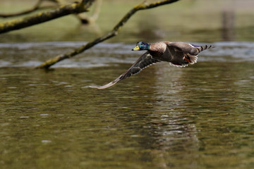 Mallard, Duck, Anas platyrhynchos