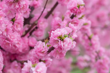 Sakura flower or cherry blossom with beautiful nature background