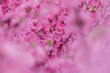 Sakura flower or cherry blossom with beautiful nature background