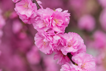 Fototapeta premium Sakura flower or cherry blossom with beautiful nature background