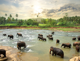 Obraz na płótnie Canvas Elephants in water
