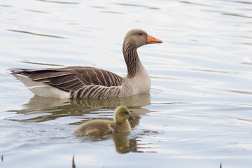 Graugans (Anser Anser ) mit ihrem Nachwuchs in Goettingen am Kiessee, Deutschland