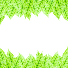 Naklejka na ściany i meble Fresh Green leaf frame isolated on white background.